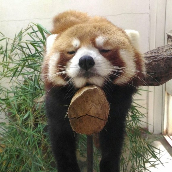 Meet your Posher, Ixmati - Picture 1 of 1